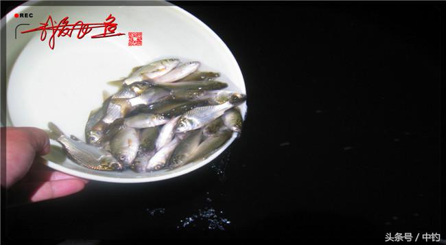 乌河湿地公园夜钓鱼,乌水边夜钓