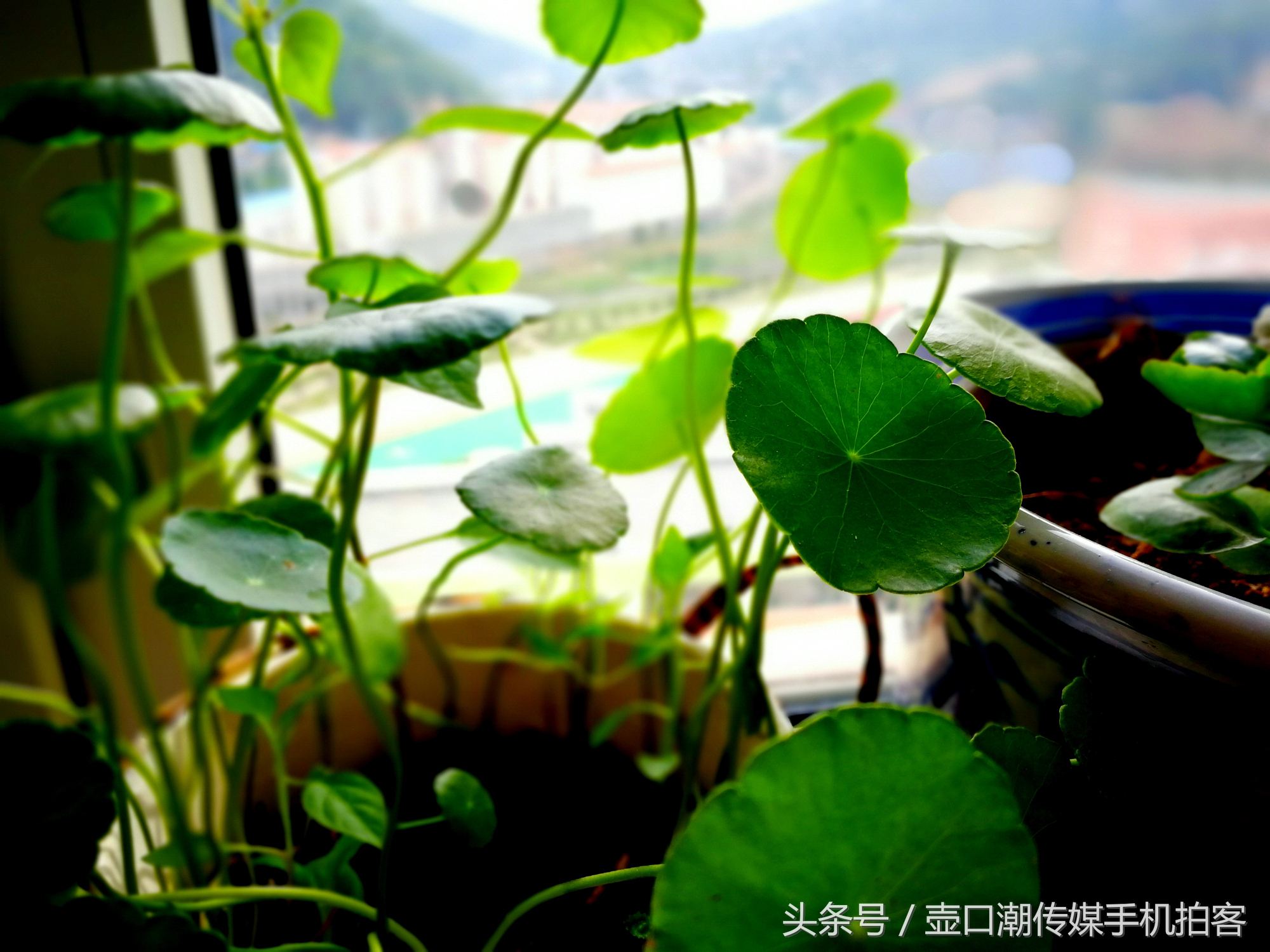 临汾：手机拍拍工作室的花~再好的装修也比不了和大自然和谐相处