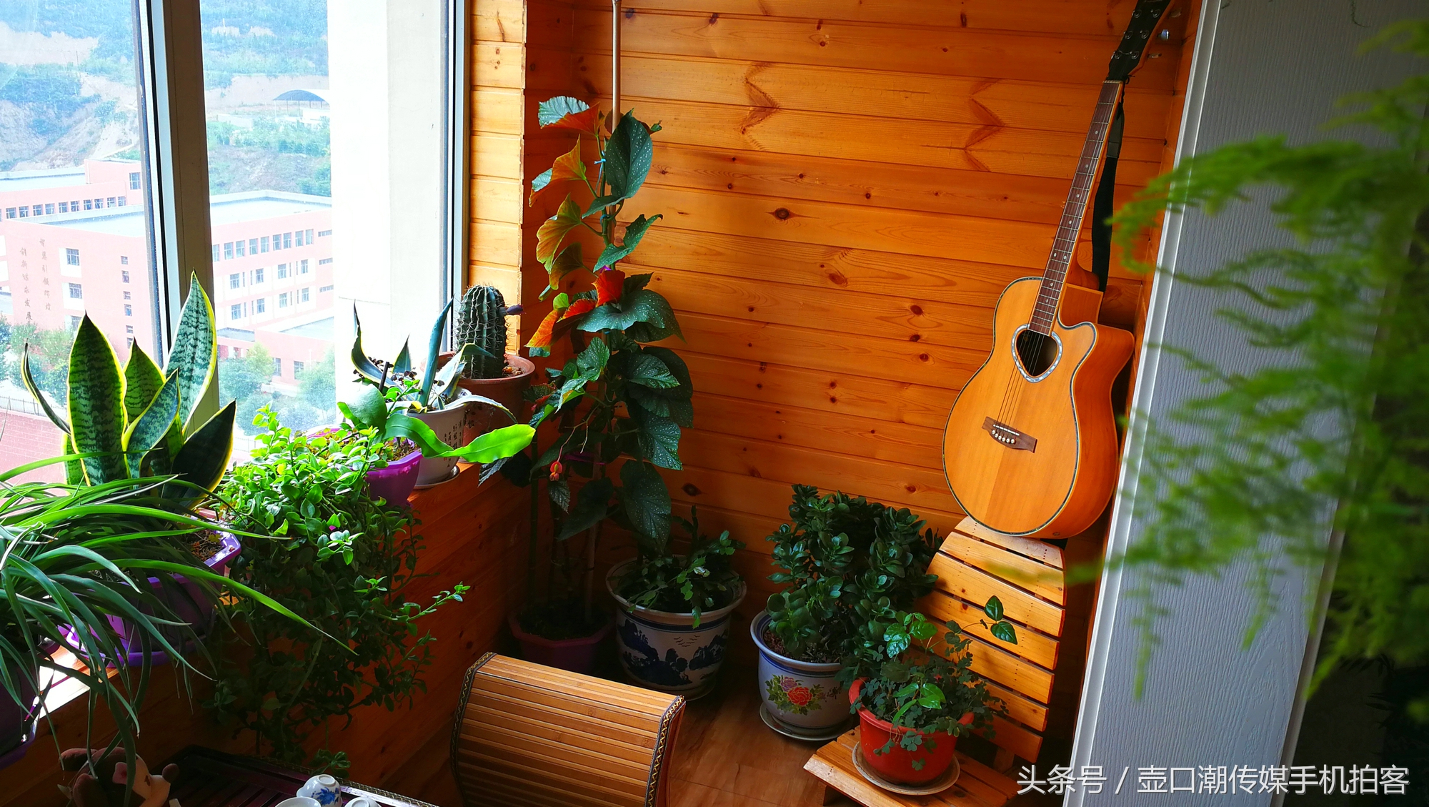 临汾:手机拍拍工作室的花~再好的装修也比不了和大自然和谐相处