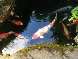 日本小众深度游玩攻略,日本关西打卡攻略