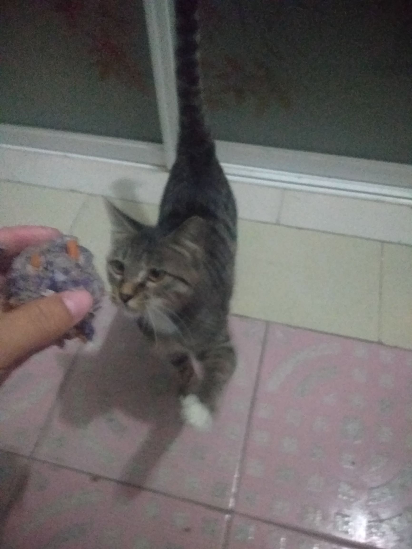 自己在家做猫粮怎么样,自制猫粮配方最好十款猫粮