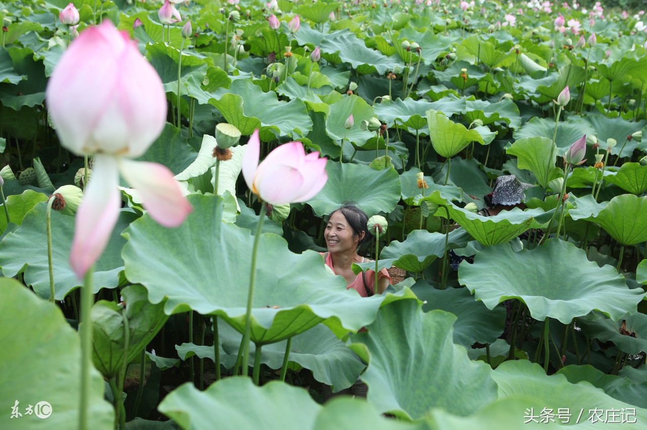 苏北农村什么地方值得游玩,江苏特色农村