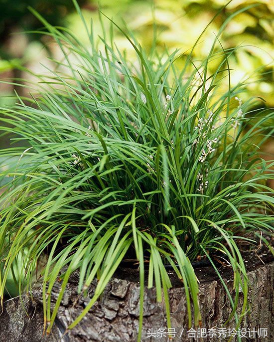 这几种花是甲醛克星赶紧看看,室内吸甲醛最好的10种花