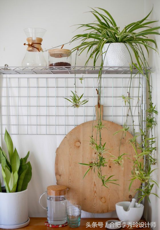 这几种花是甲醛克星赶紧看看,室内吸甲醛最好的10种花