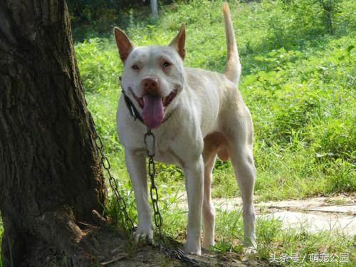 中华田园犬是秋田犬的祖先,中华田园犬日本犬历史