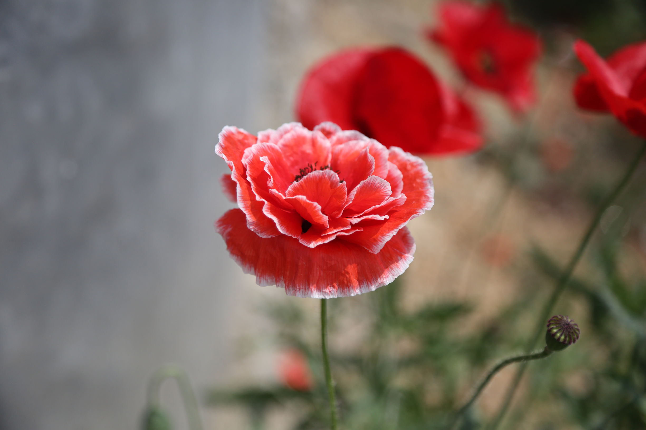 虞美人和罂粟花很像,粟花和虞美人的区别