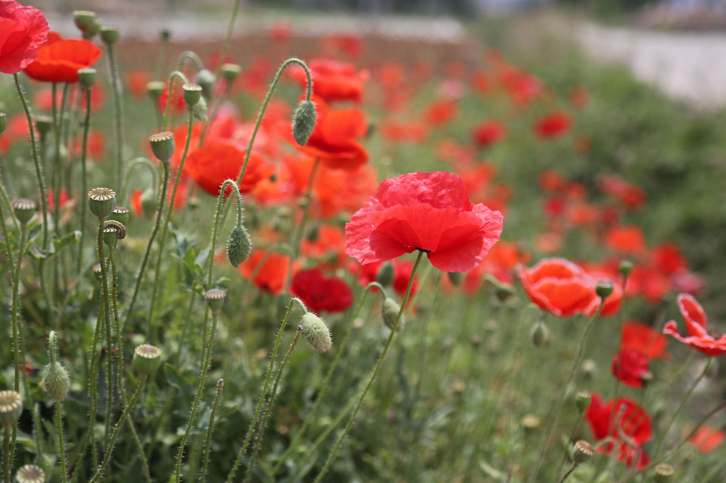 虞美人和罂粟花很像,粟花和虞美人的区别