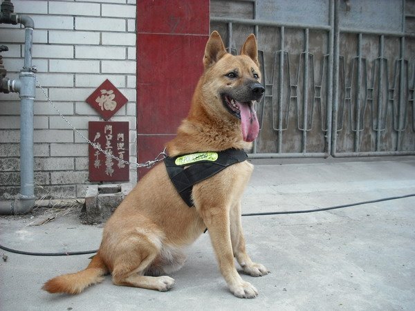 土狗预防细小打什么疫苗,土狗打疫苗多少钱一针