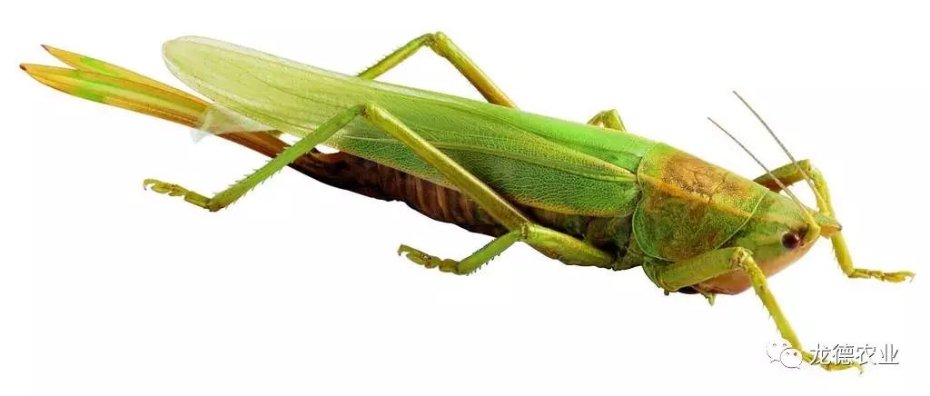 龙鱼吃了特别大的食物,龙鱼吃的鱼食