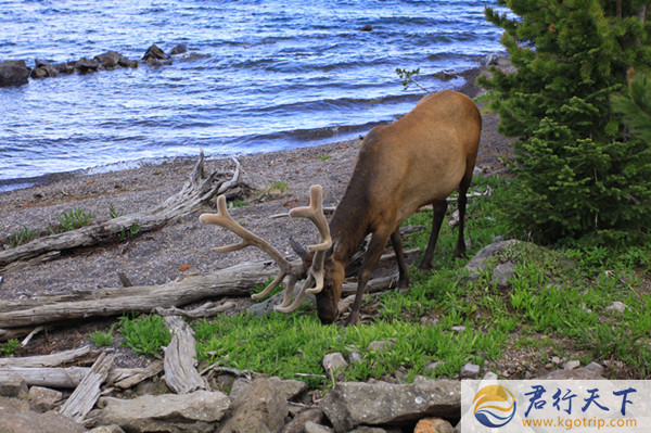 黄石国家公园景点最佳拍摄时间,黄石附近拍照好看的地方