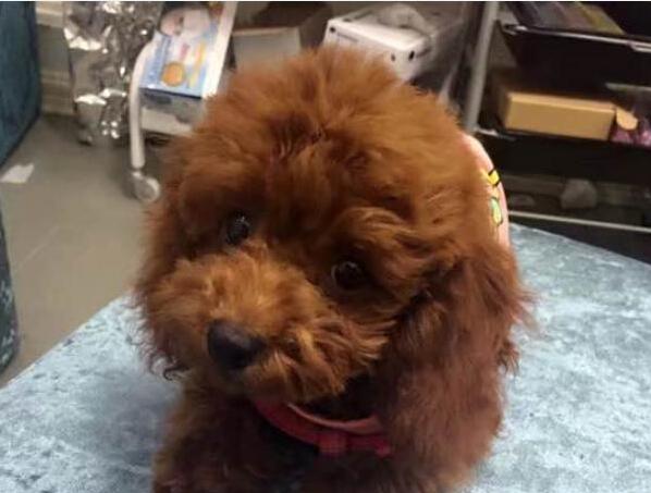 失踪的泰迪,泰迪失踪了怎么办