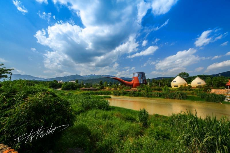 福建平和蜜柚熟啦,五寨乡蜜柚