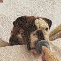 英斗受到惊吓一直哈气,英斗吃饭太兴奋