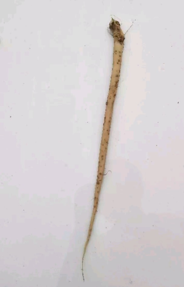 中药牛膝种植时间和方法,种植中药材牛膝技术视频