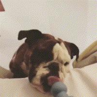 英斗受到惊吓一直哈气,英斗吃饭太兴奋