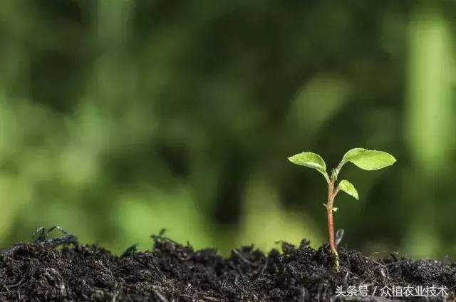木霉菌的作用以及使用方法！