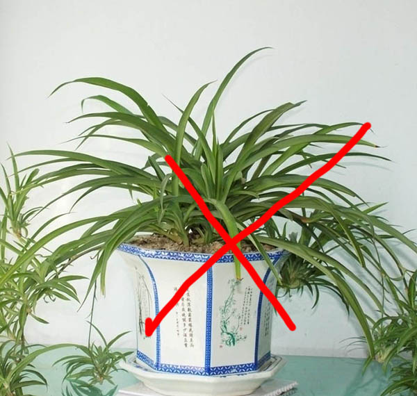 专家解答除甲醛真正有效的方法,除甲醛真正有效的方法就这3种