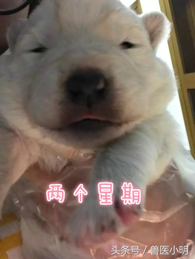 颜值最高的萨摩耶,萨摩耶在犬界的颜值