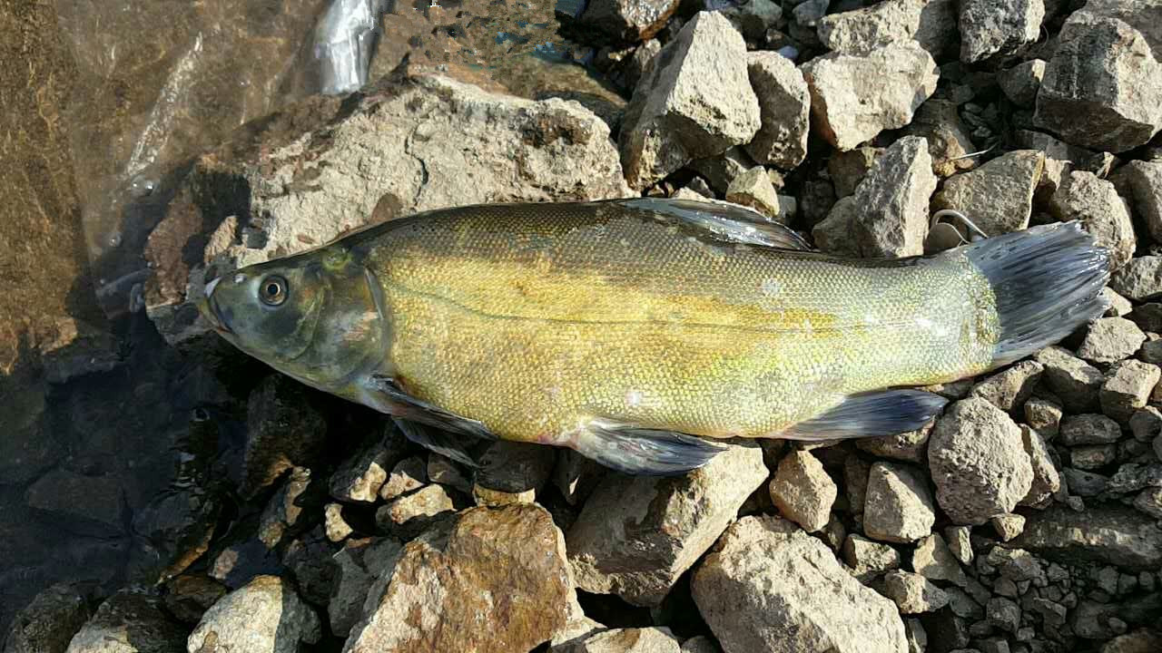 疯了！他驻钓水库35天，创下了3个纪录！