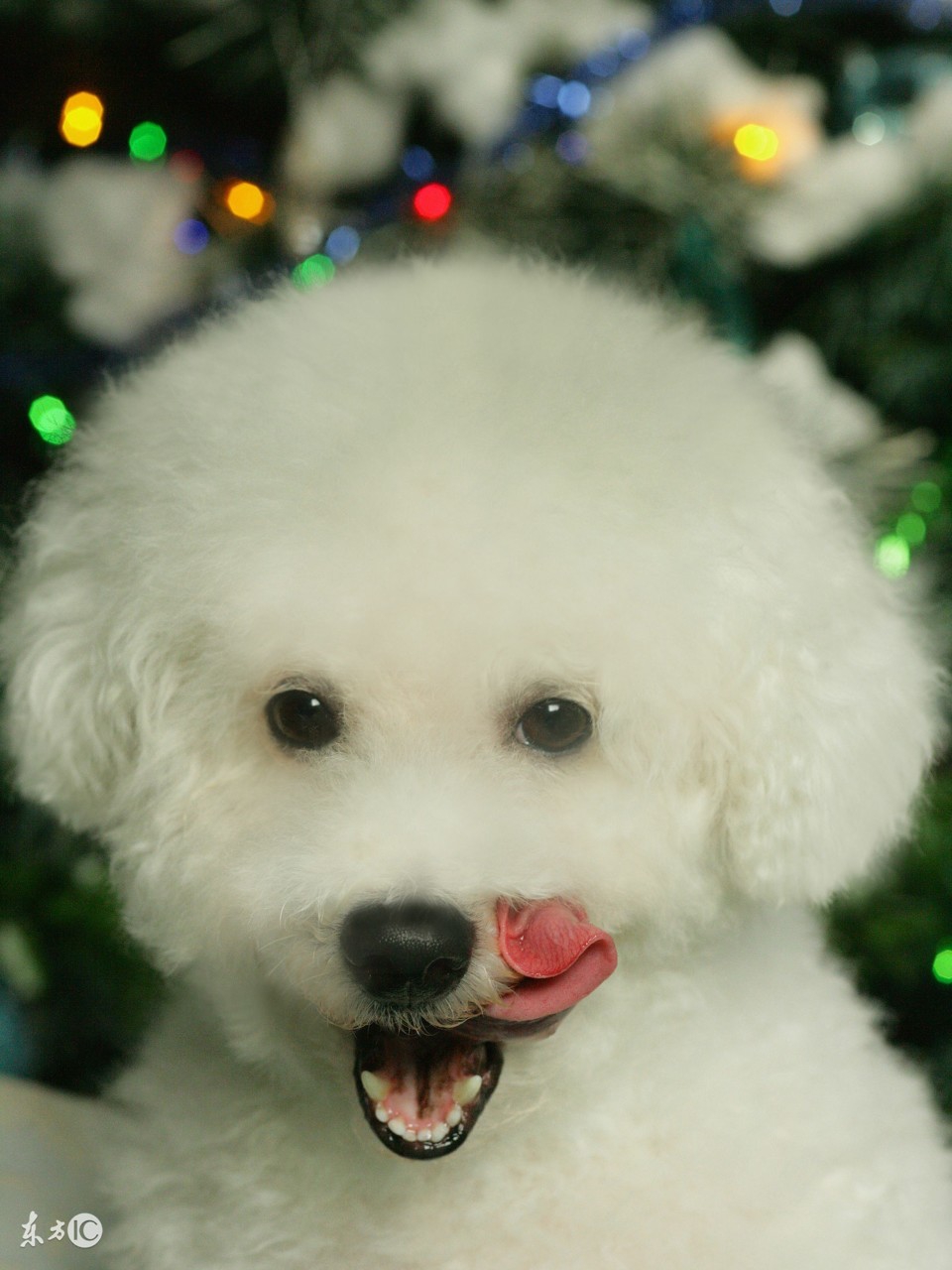 世界名犬比熊,比熊狗的名字大全及图片