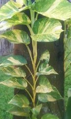 小叶绿萝是什么样,小叶绿萝变大叶绿萝过程