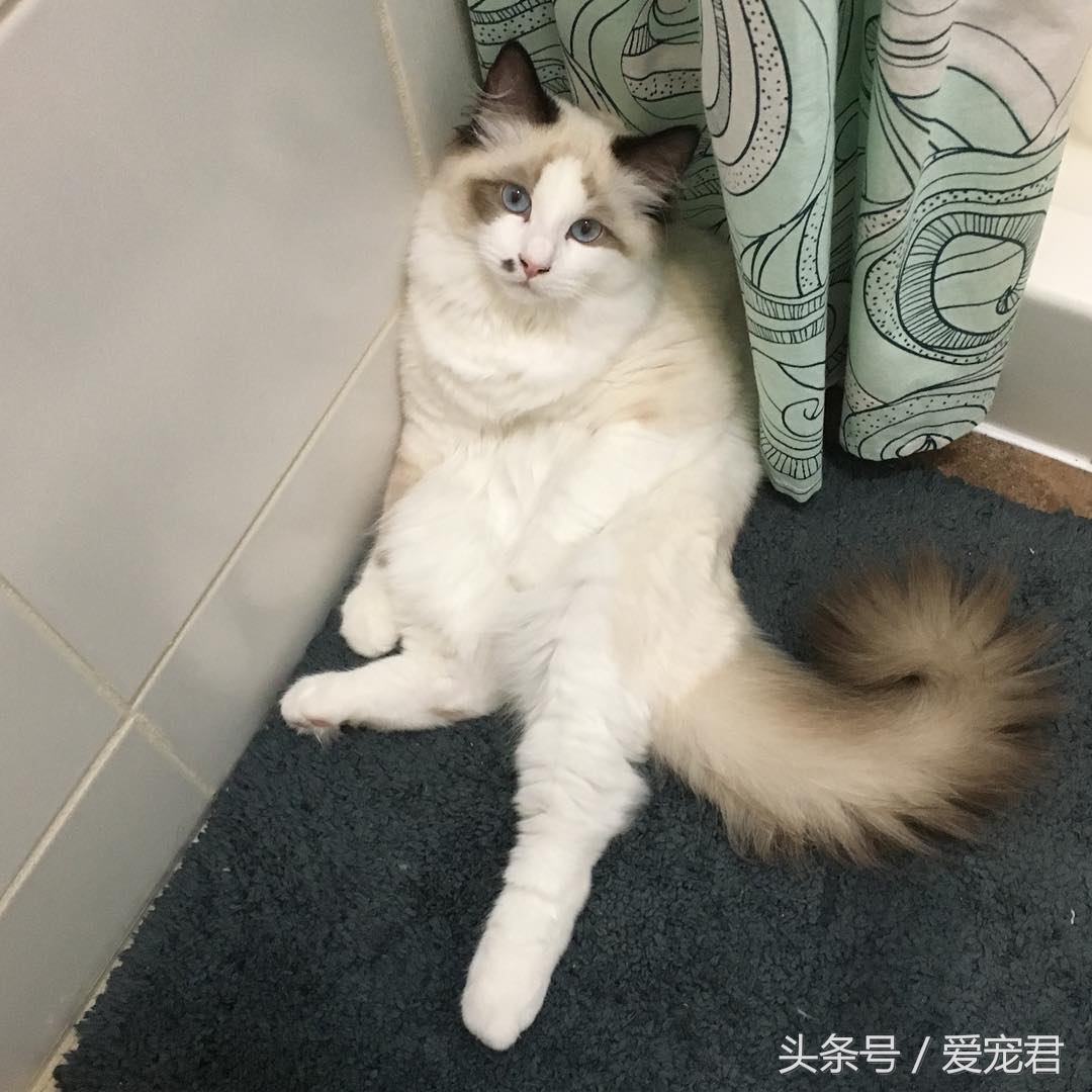猫咪背朝下趴桌子,猫咪好奇心拉舌头