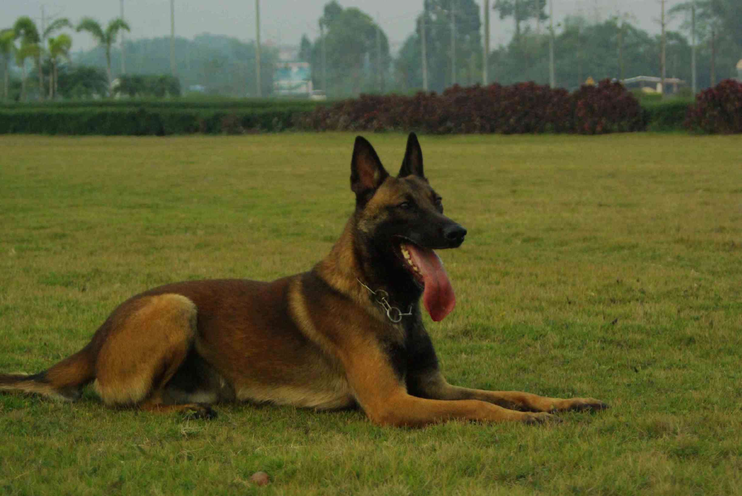 马犬大型犬多少钱,马犬训练好的多少钱一只