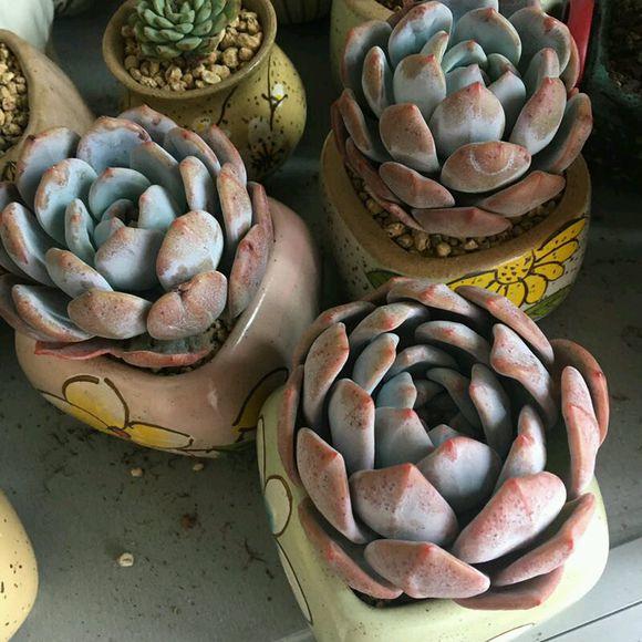 多肉砍头苗扦插后多久生根,多肉砍头生根最快方法