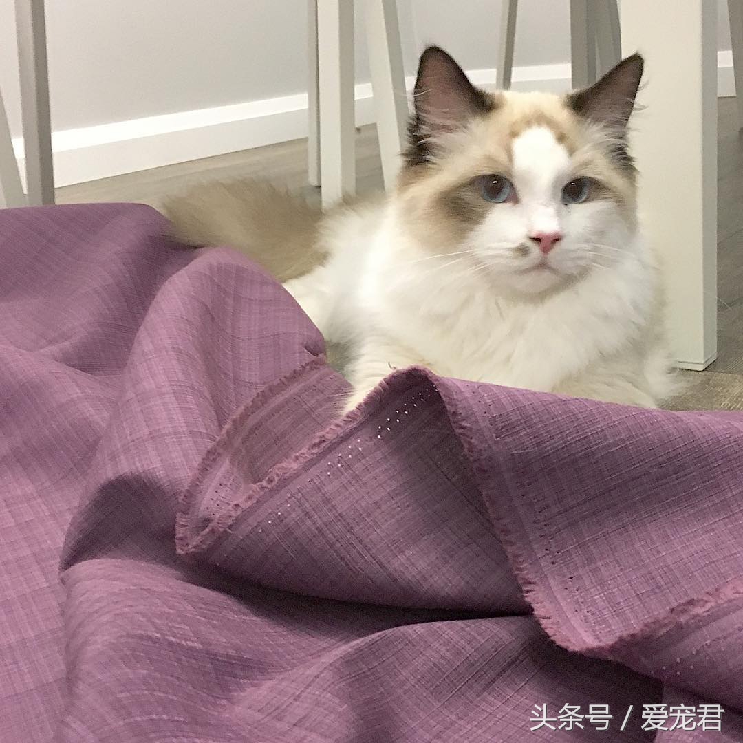 猫咪背朝下趴桌子,猫咪好奇心拉舌头