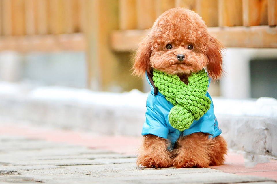 泰迪狗能吃咸,泰迪狗可以吃盐吗