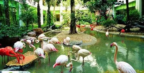 广州长隆野生动物园吃东西攻略,广州长隆野生动物园吃喝攻略