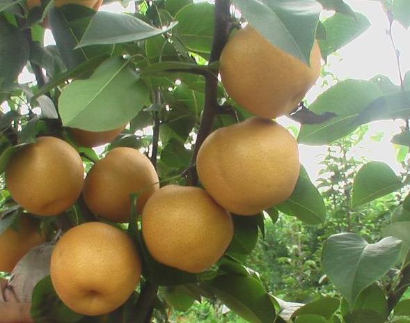 中国梨农的骄傲，你家乡种植过这些品种吗？