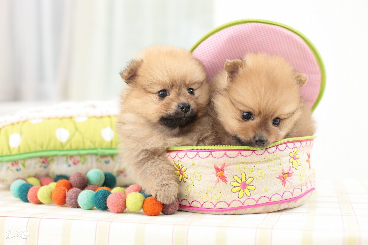 世界名犬博美比赛视频,博美宠物狗的名字大全