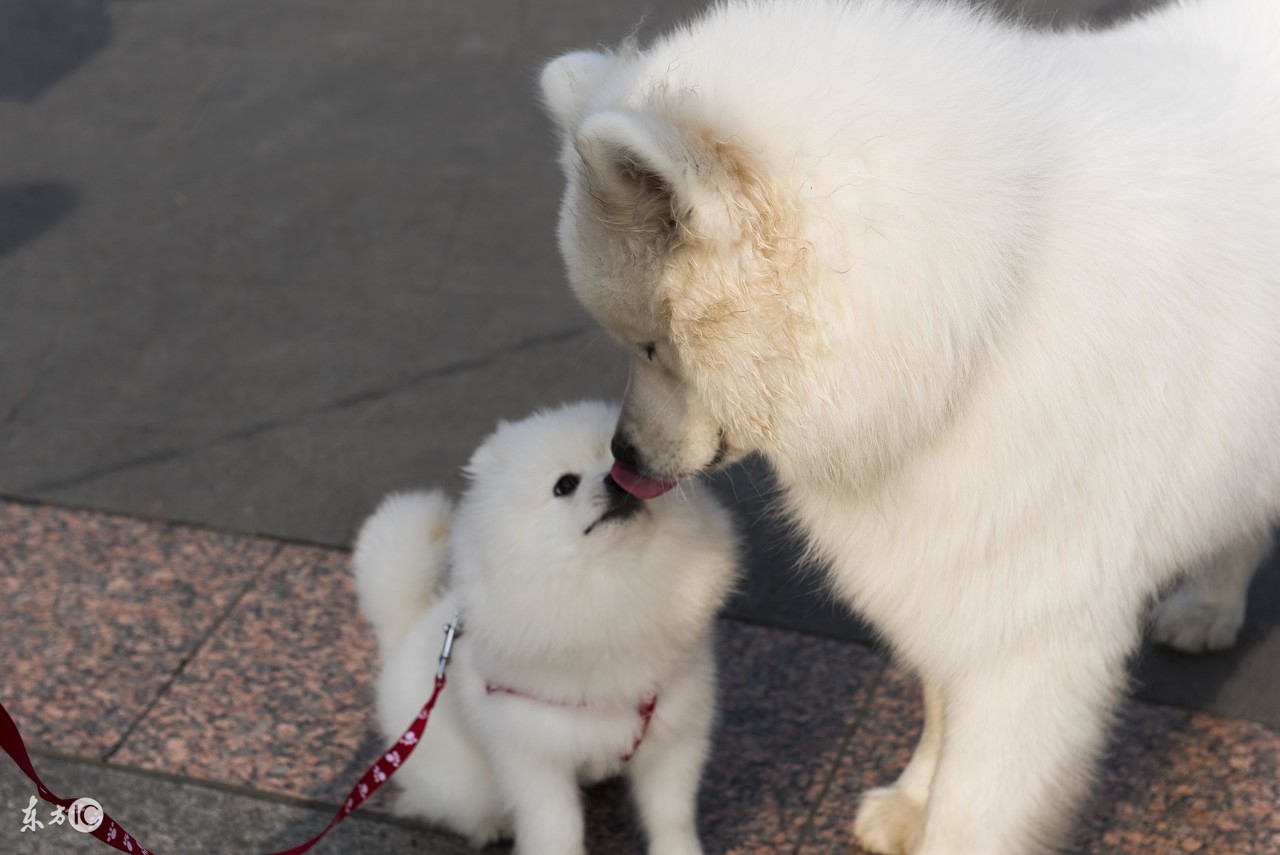 世界名犬博美比赛视频,博美宠物狗的名字大全