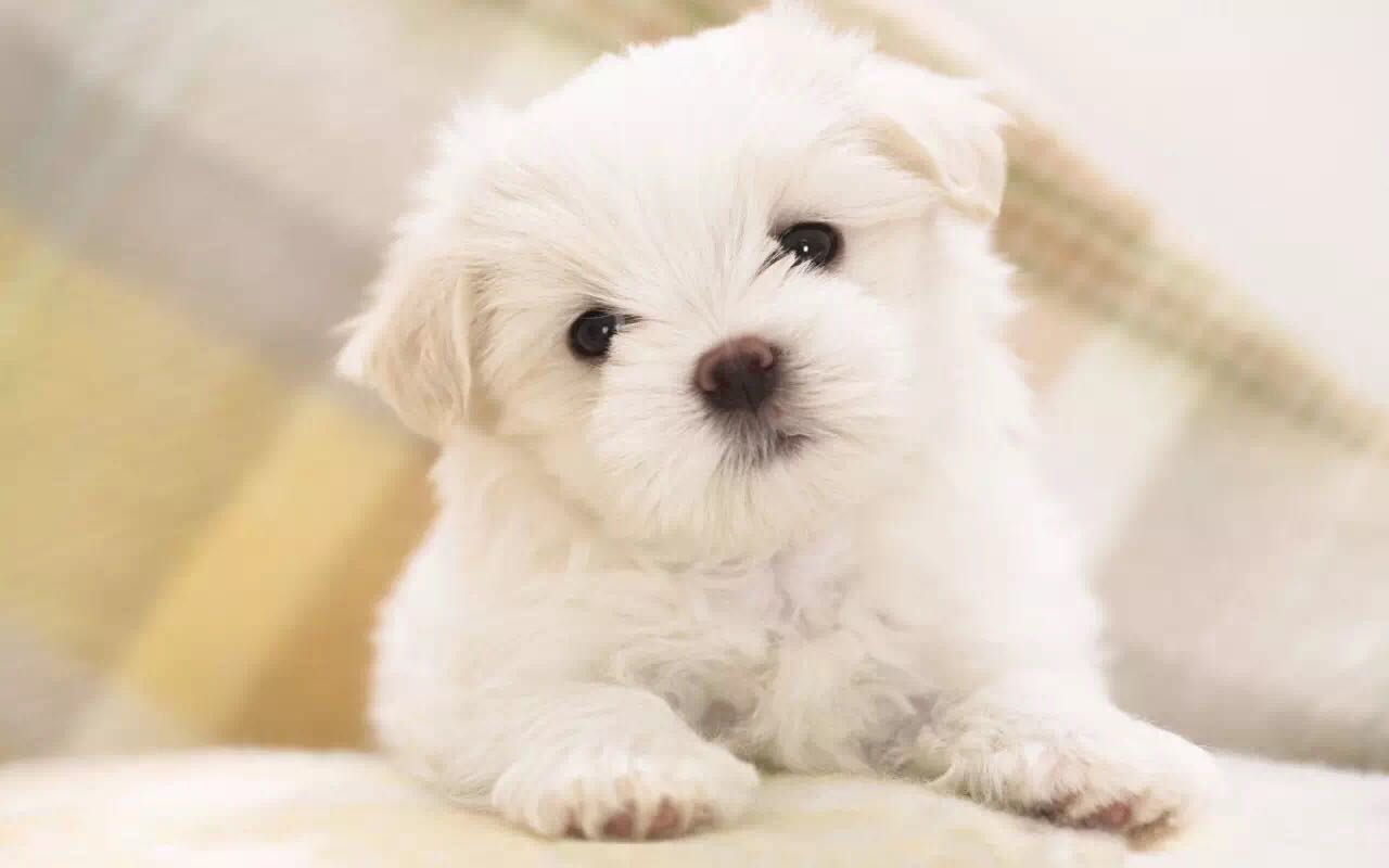 被6个月大的小狗咬到要打狂犬么,四个月小狗咬了人用打狂犬疫苗吗