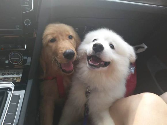 萨摩耶得了相思病怎么处理,六个月萨摩耶不爱吃狗粮了