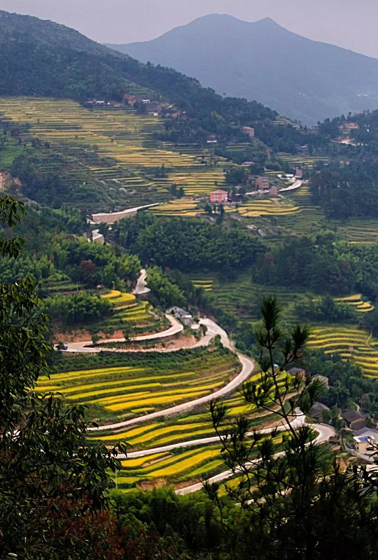 风吹稻浪黄金灿原创,风吹稻田金灿灿原文