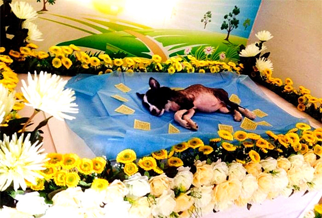 宠物葬礼全过程,给宠物办葬礼