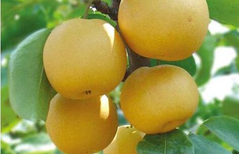 中国梨农的骄傲，你家乡种植过这些品种吗？