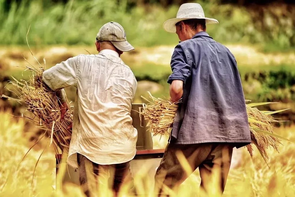 风吹稻浪黄金灿原创,风吹稻田金灿灿原文