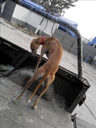 怎么样训练狗追蛇,怎么训练狗追猫