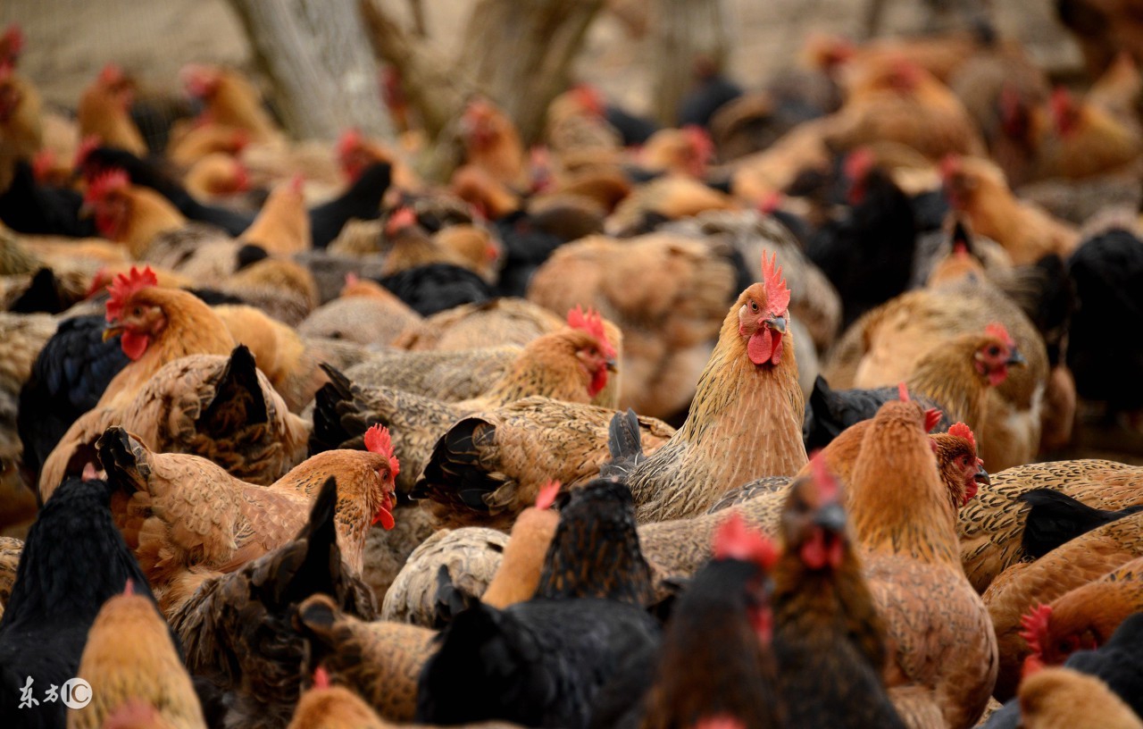 新手养鸡养蛋鸡还是肉鸡效益好,养鸡创业养蛋鸡的真实感受