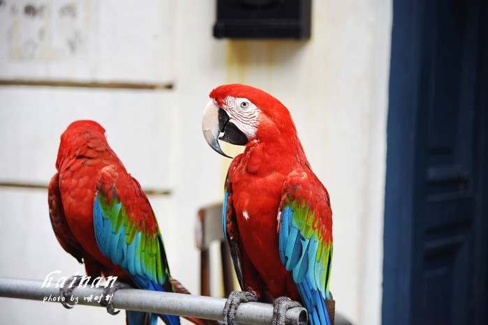 天堂很远中国很近,天堂很远扎西尼玛