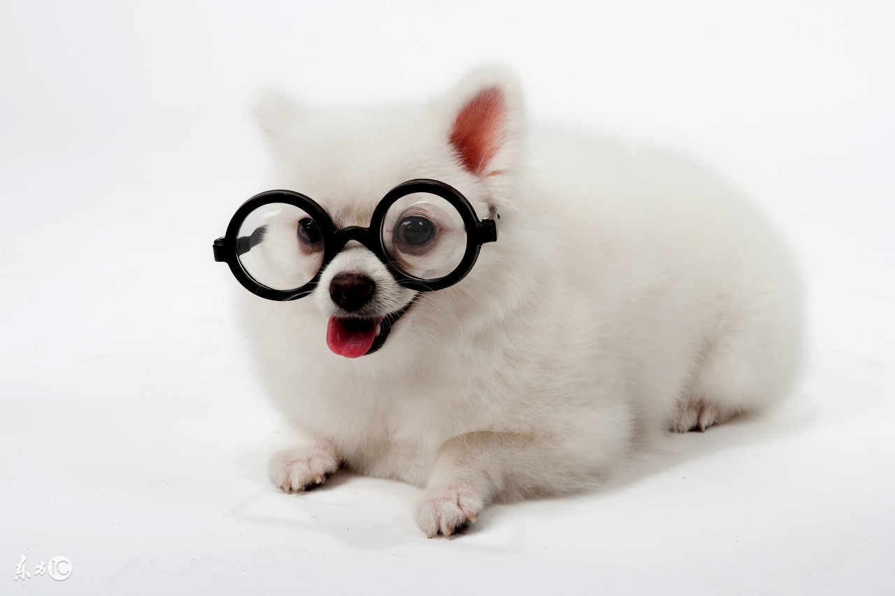 博美宠物狗的名字大全集,世界名犬品种大全小型犬