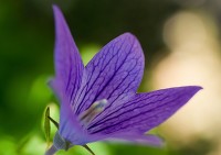 断掌女容易得什么病,断掌女什么意思