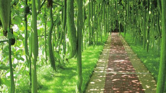 京郊采摘,秋天京郊采摘好去处