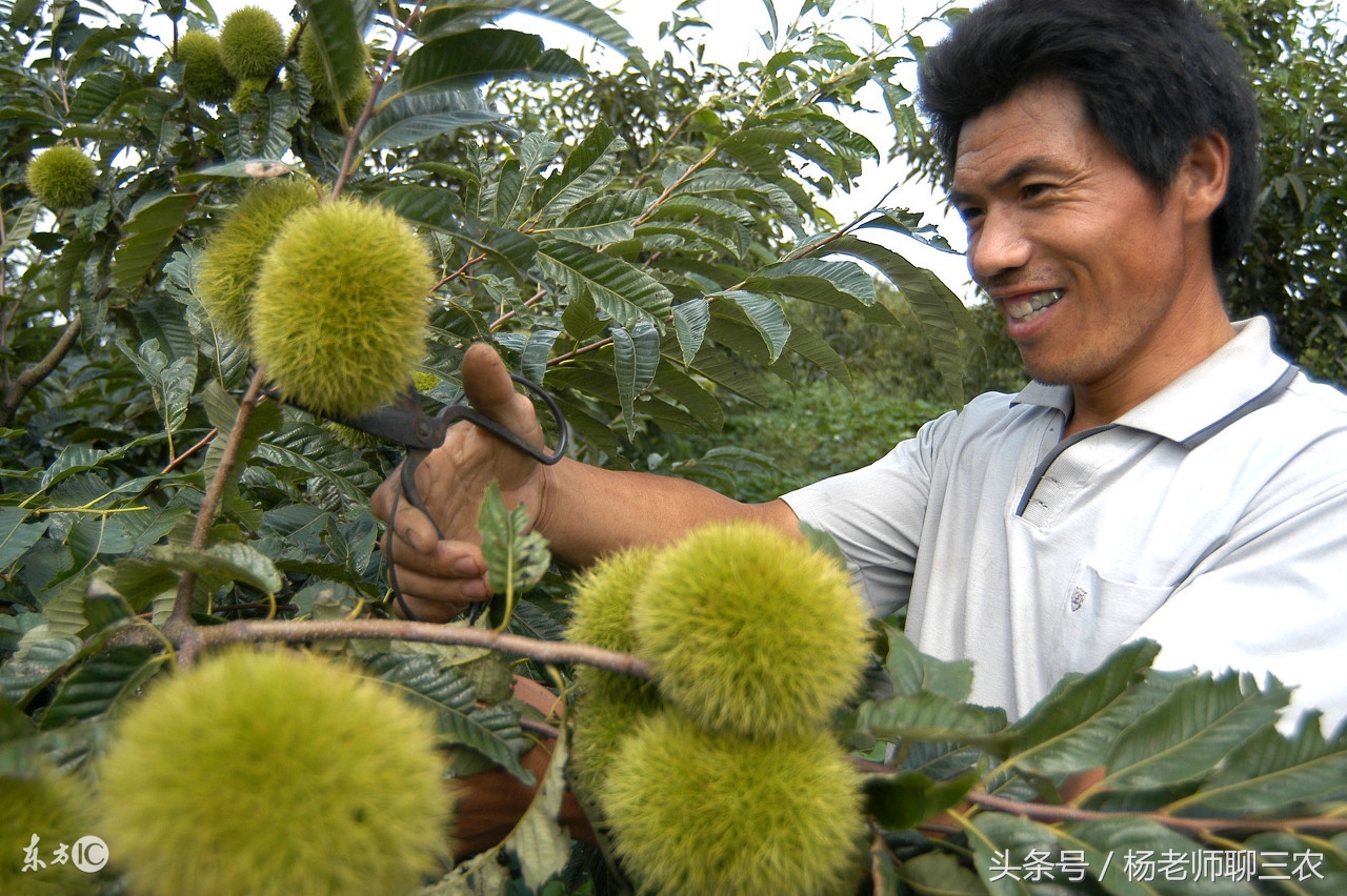 板栗收了以后该如何保存到过年,板栗每亩1000斤产量低不适合种植