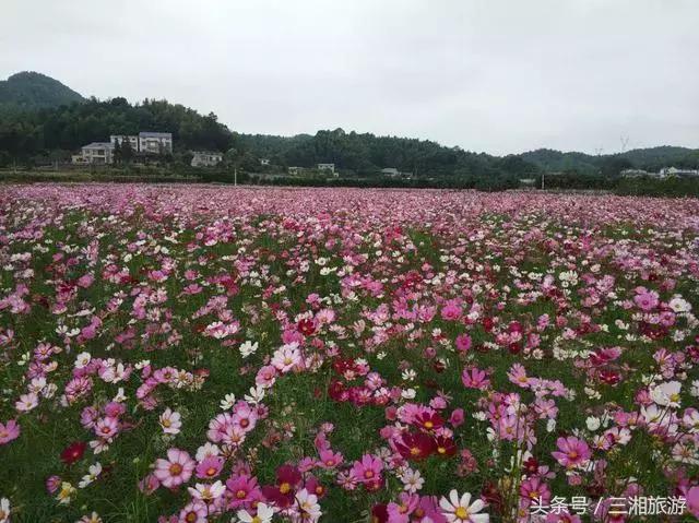 株洲哪里有花海可以看,株洲沿江风光带花海
