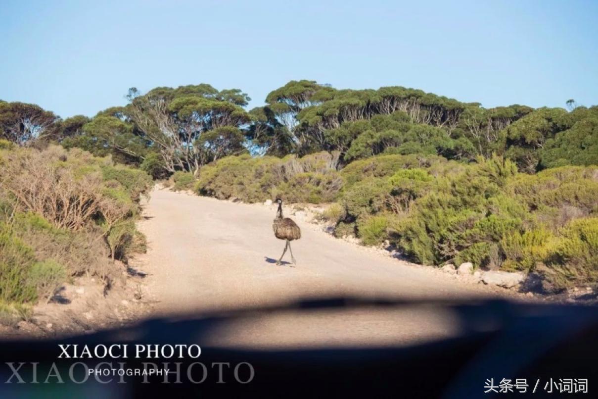 玩转南澳大利亚，这篇最全旅行攻略一定可以帮到你