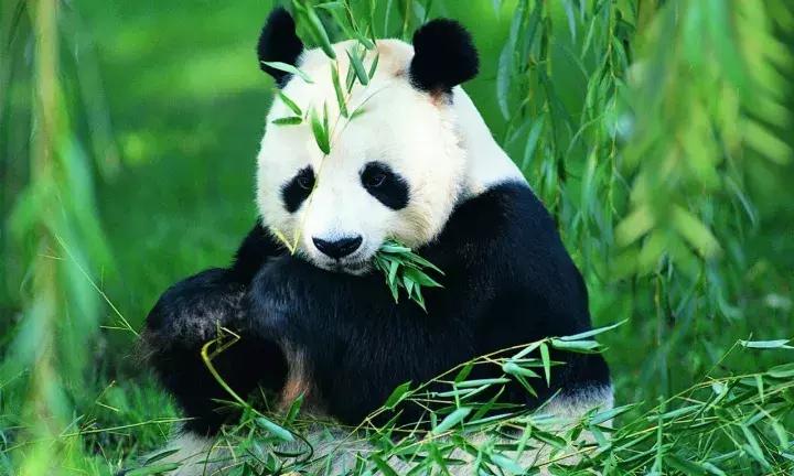 秦岭深处,秦岭深处有人家